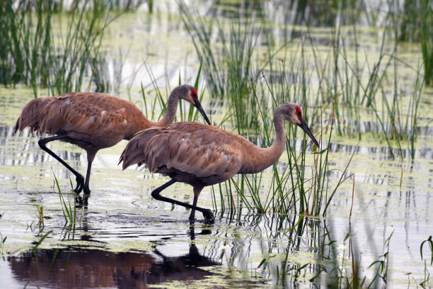 istock Pair of Sandhill Cranes 823899044