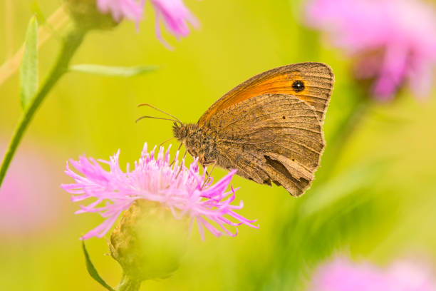 istock Meadow brown, Maniola jurtina, on a flower 823901746