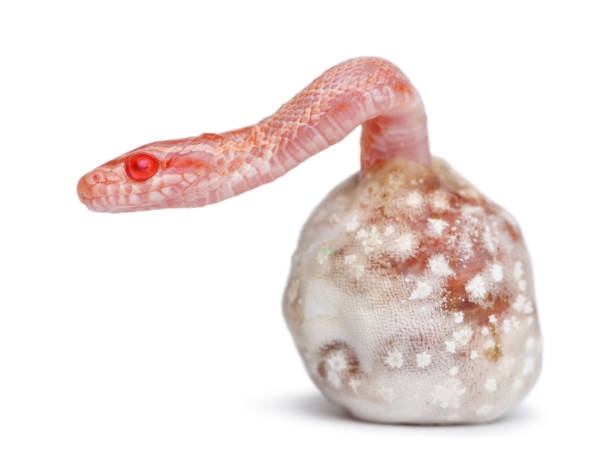 Corn snake hatching, Pantherophis guttatus guttatus, also know as red rat snake against white background Corn snake hatching, Pantherophis guttatus guttatus, also know as red rat snake against white background elaphe guttata guttata stock pictures, royalty-free photos & images