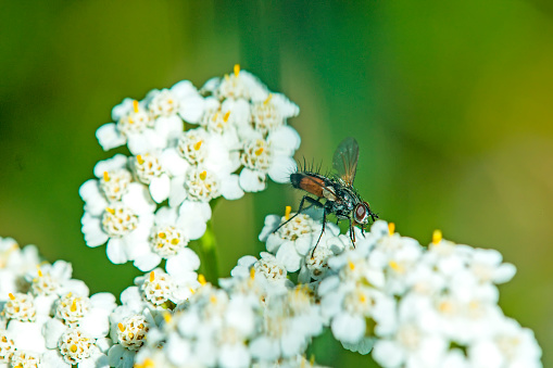 common yarrow, medicinal herb with fly