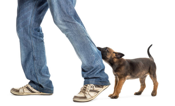 istock Belgian shepherd puppy biting leg against white background 823902026