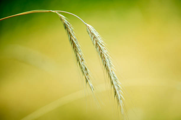 perennial rye, old rye