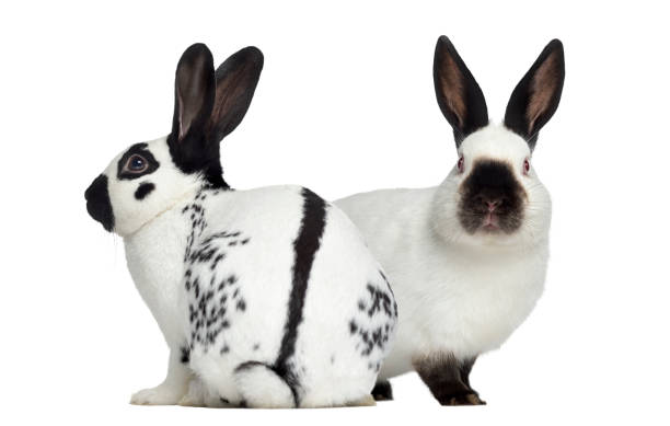 istock Checkered rabbit and Russian rabbit isolated on white 823902260