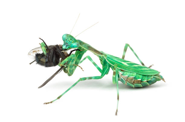 istock praying mantis  eating a fly isolated on white 823902544