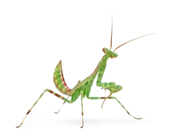 istock Male African Pinstripe Mantis - Miomantis binotata 823902716