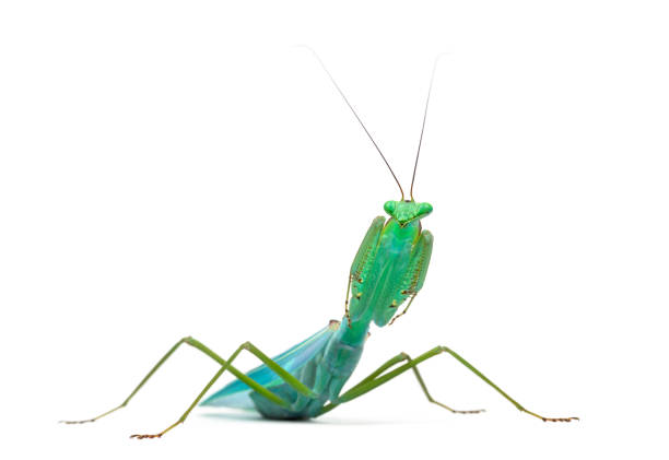 istock Male praying mantis - Macromantis ovalifolia, isolated on white 823904828