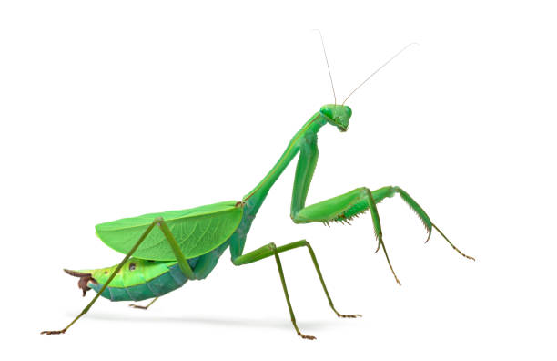 istock Male praying mantis - Macromantis ovalifolia, isolated on white 823904878