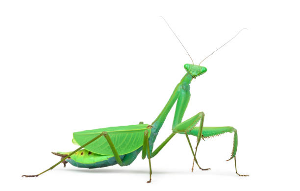 istock Male praying mantis - Macromantis ovalifolia, isolated on white 823904908