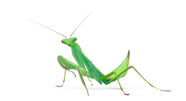 istock Male praying mantis - Macromantis ovalifolia, isolated on white 823904936