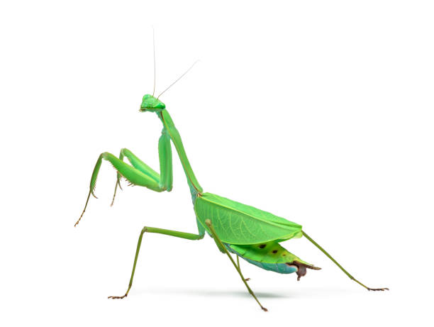 istock Male praying mantis - Macromantis ovalifolia, isolated on white 823904938