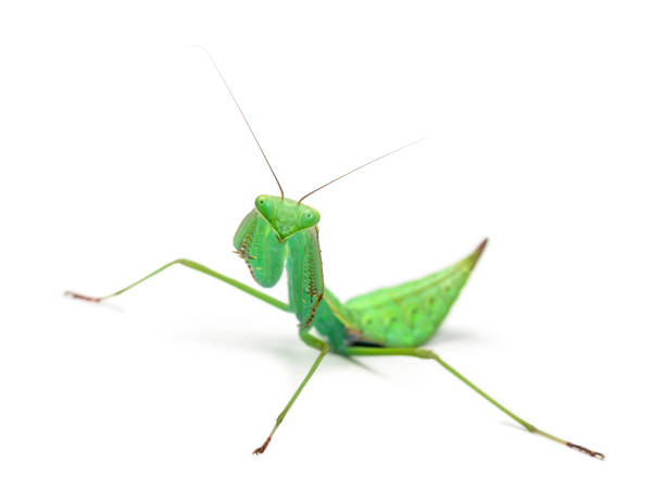 istock Male praying mantis - Macromantis sp, isolated on white 823904978