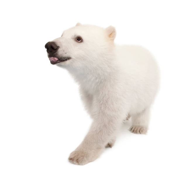 istock Polar bear cub, Ursus maritimus, 6 months old, against white background 823905970