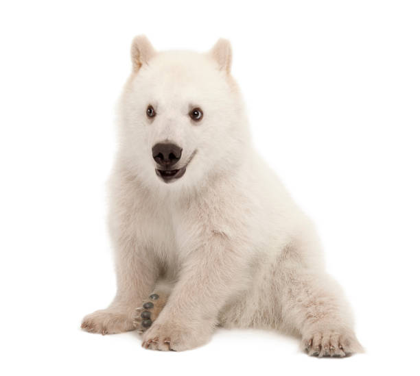istock Polar bear cub, Ursus maritimus, 6 months old, sitting against white background 823905992