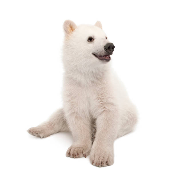 istock Polar bear cub, Ursus maritimus, 6 months old, against white background 823906034