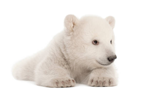 istock Polar bear cub, Ursus maritimus, 3 months old, lying against white background 823906064