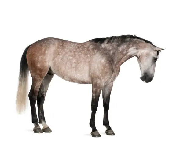 Belgian Warmblood horse, 6 years old, standing against white background