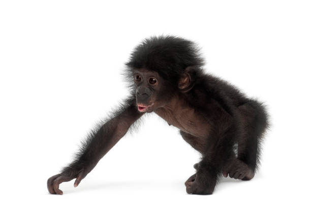 White faced monkey