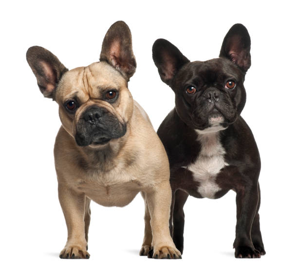 istock French bulldogs, 3 years old, standing against white background 823908504