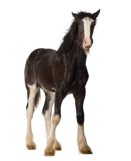 istock Shire horse foal standing against white background 823908508