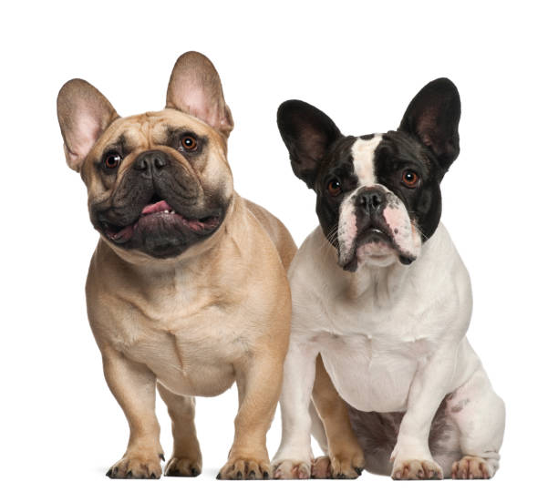 istock French bulldogs sitting against white background 823908558