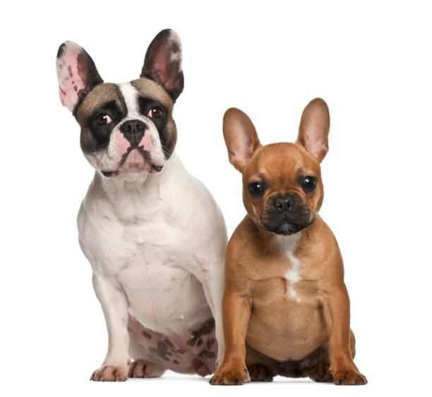 istock French bulldogs, 2 years old, sitting against white background 823908620