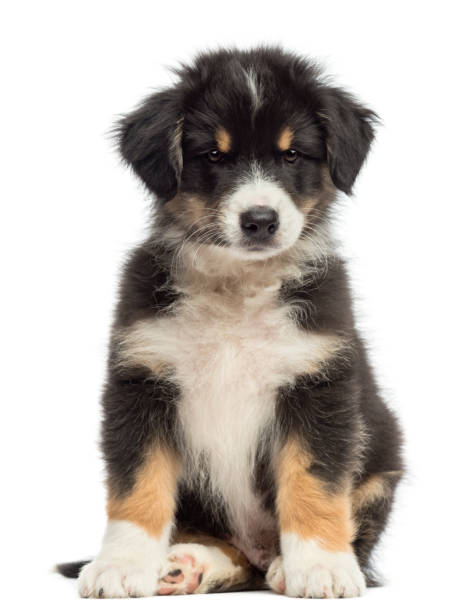 istock Australian Shepherd puppy, 2 months old, sitting against white background 823909064