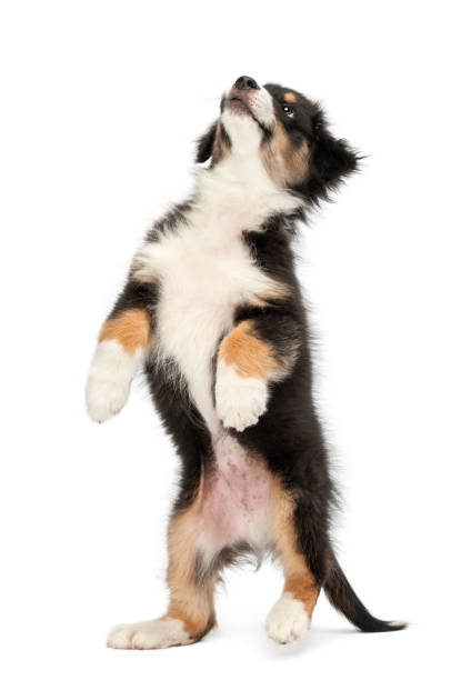 istock Australian Shepherd puppy, 2 months old, standing on hind legs and looking up against white background 823909340