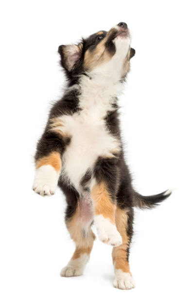 istock Australian Shepherd puppy, 2 months old, leaping and reaching against white background 823909362