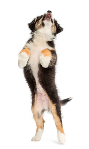 istock Australian Shepherd puppy, 2 months old, leaping and reaching against white background 823909366