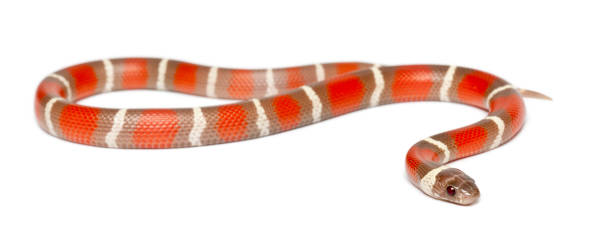 istock Milk Snake, Lampropeltis triangulum nelsoni, against white background 823912964