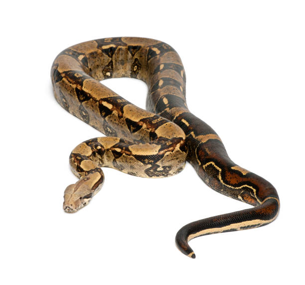 istock Common Northern Boa, Boa constrictor imperator, imperator is the color, against white background 823913082