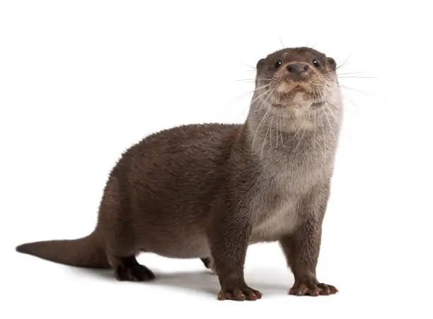 Photo of European Otter, Lutra lutra, 6 years old, portrait standing against white background