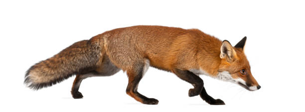 istock Red fox, Vulpes vulpes, 4 years old, walking against white background 823913202