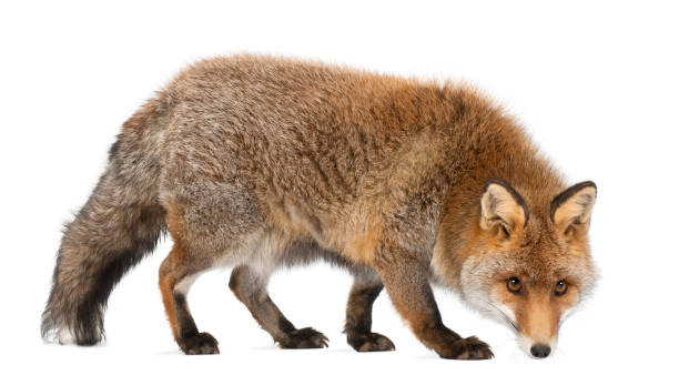 istock Old Red fox, Vulpes vulpes, 15 years old, walking against white background 823913266