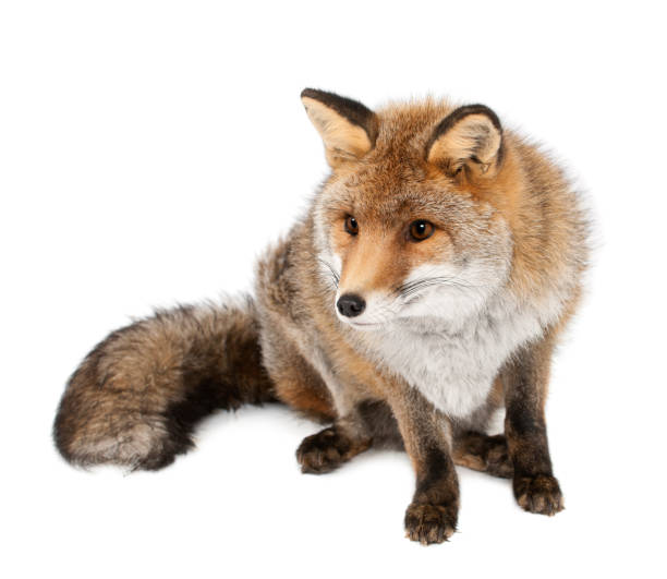 istock Old Red fox, Vulpes vulpes, 15 years old, sitting against white background 823913302