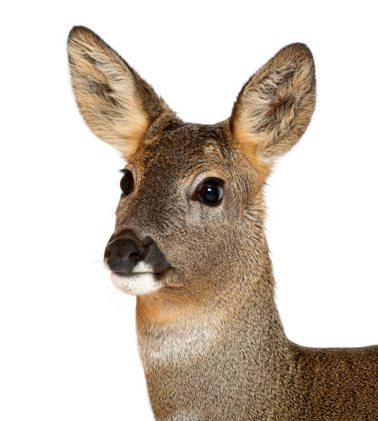 istock European Roe Deer, Capreolus capreolus, 3 years old, against white background 823913326