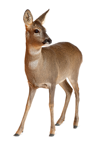 European Roe Deer, Capreolus capreolus, 3 years old, standing against white background