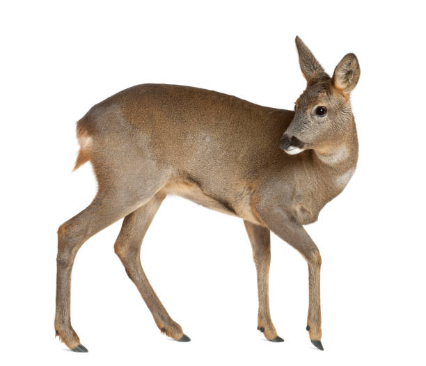 istock European Roe Deer, Capreolus capreolus, 3 years old, walking against white background 823913376