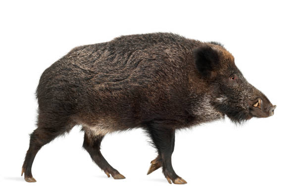 istock Wild boar, also wild pig, Sus scrofa, 15 years old, against white background 823913428