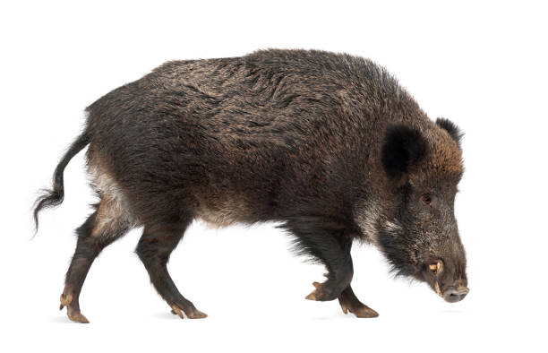 istock Wild boar, also wild pig, Sus scrofa, 15 years old, against white background 823913446
