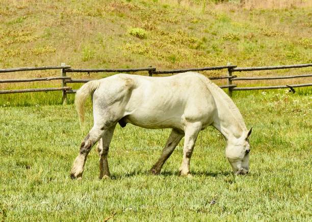 istock Wyoming Horses 823913552