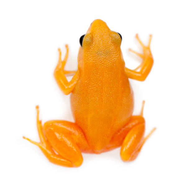 golden mantella, mantella aurantiaca, na białym tle - golden frog zdjęcia i obrazy z banku zdjęć