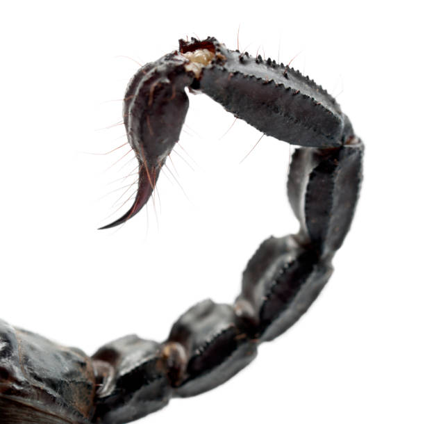 istock Emperor Scorpion, Pandinus imperator, close up of tail against white background 823913846