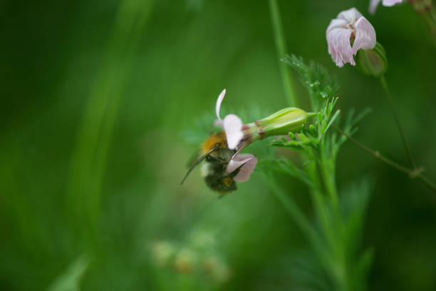 istock Bumblebee on a flower - Austria 823916466