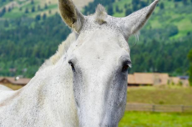 istock Wyoming Horses 823917294