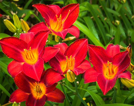 A cluster of vibrant red day lilies in a Cape Cod garden.