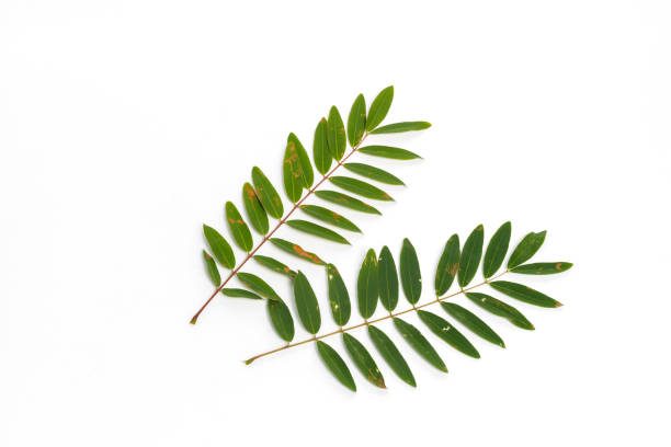 istock Senna siamea Green leaves isolated on white background 823917984