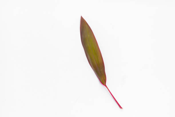purple and violet leaf isolated on white background