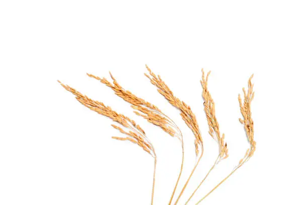 paddy rice on white background. ears of paddy rice.paddy rice on white background.