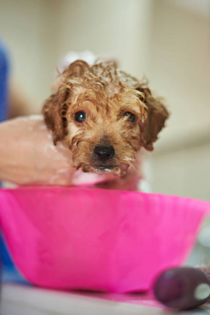 istock Proofessional dog grooming service 823925330